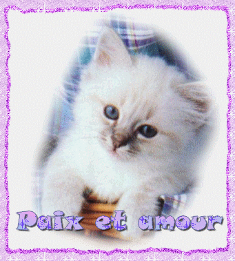 chat